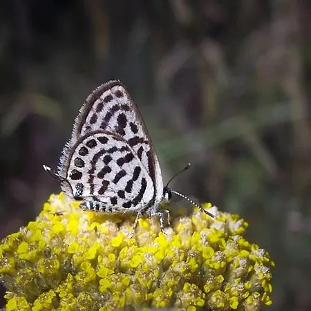Apartment In A Biodiversity Hotspot. *