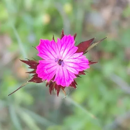 In A Biodiversity Hotspot. Madzharovo