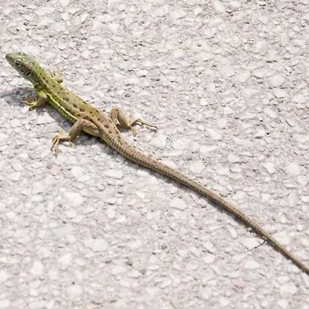 In A Biodiversity Hotspot. Apartment *