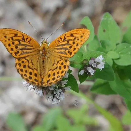 In A Biodiversity Hotspot. *