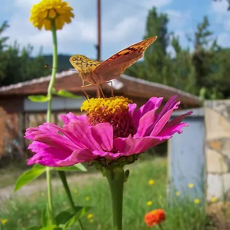 In A Biodiversity Hotspot. Apartment *